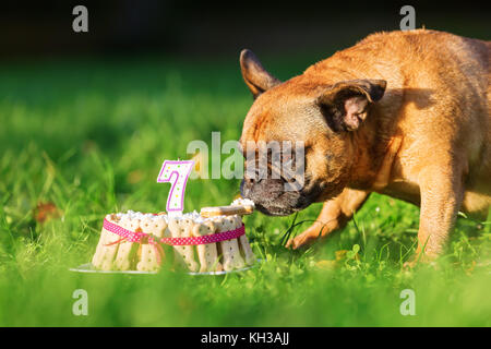 picture of a french bulldog eating from a birthday cake Stock Photo