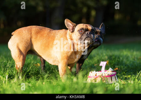 picture of a french bulldog eating from a birthday cake Stock Photo