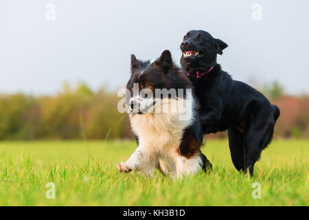 cute Elo and a labrador dog run on the meadow Stock Photo