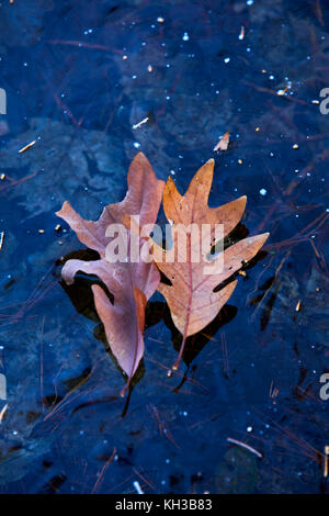 Fall leaves mean the end summer and the beginning of an ice rich winter Stock Photo