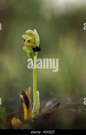 Sombre bee orchid (Ophrys fusca) Stock Photo
