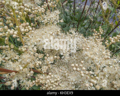 Flower masses of Meadowsweet / Filipendula ulmaria. A medicinal plant once used in herbal medicine and herbal remedies for its analgesic properties. Stock Photo