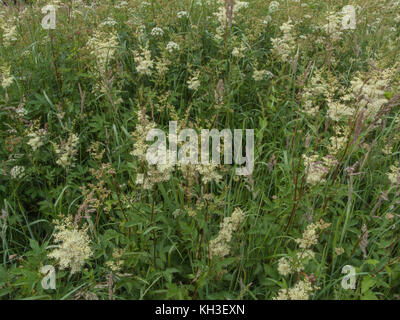 Flower masses of Meadowsweet / Filipendula ulmaria. A medicinal plant once used in herbal medicine and herbal remedies for its analgesic properties. Stock Photo