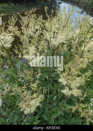 Flower masses of Meadowsweet / Filipendula ulmaria. A medicinal plant once used in herbal medicine and herbal remedies for its analgesic properties. Stock Photo