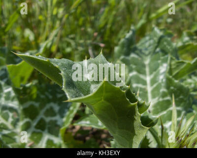 Foliage of Milk Thistle / Silybum marianum which was once used in herbal medicine. Leaves may also be eaten cooked, Once prickles have been removed. Stock Photo