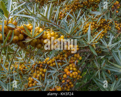 Orange-yellow berries of the Sea Buckthorn / Hippophae rhamnoides - which have an acidic taste very much like lemon and may be used as food. Stock Photo