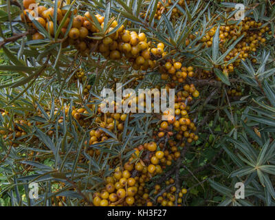 Orange-yellow berries of the Sea Buckthorn / Hippophae rhamnoides - which have an acidic taste very much like lemon and may be used as food. Stock Photo