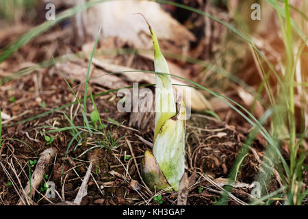 Banana trees growing on the ground in garden. Stock Photo