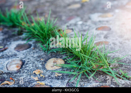 Grass growing on concrete floor in the garden. Stock Photo