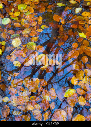 Beech Fagus sylvatica leaves in woodland pond Felbrigg Great Wood Norfolk UK Early November Stock Photo