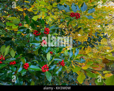 Holly Berries Ilex aquifolium in autumn woodland Norfolk Stock Photo