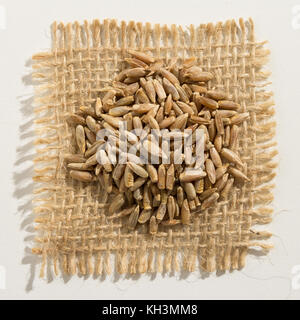 Secale Cereale Is Scientific Name Of Rye Cereal Grain Also Known As Centeio Portuguese And Centeno Spanish Closeup Of Grains Background Use Stock Photo Alamy