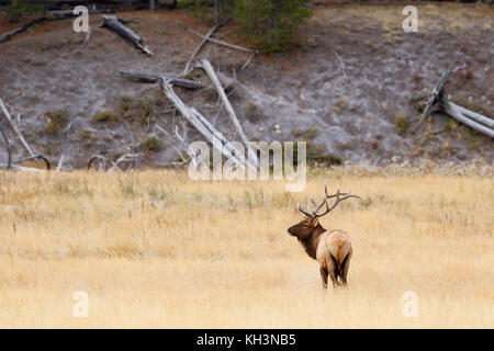 Elk Stock Photo