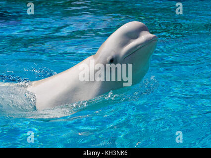 Young beluga swimming on blue water Stock Photo