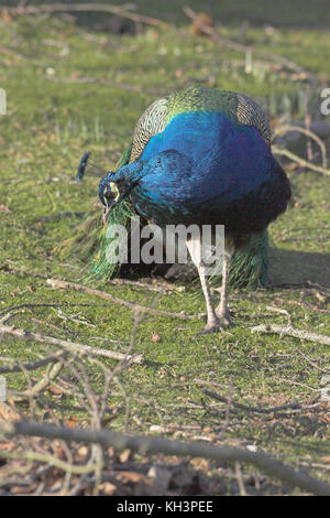 Peacock Pavo cristatus male Brownsea Island Dorset England Stock Photo