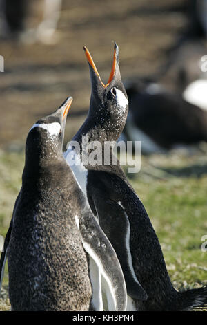 Gentoo penguin Pygoscelis papua adult calling Falkland Islands Stock Photo