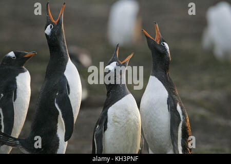 Gentoo penguin Pygoscelis papua group calling and displaying Falkland Islands Stock Photo