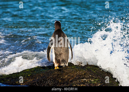 Gentoo penguin Pygoscelis papua resting on rocks at waters edge Bleaker Island