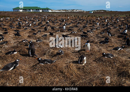 Gentoo penguin Pygoscelis papua nesting colony close to The Lodge Sea Lion Island Falkland Islands November 2015 Stock Photo