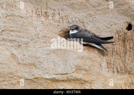Sand Martin / Bank Swallow / Uferschwalbe ( Riparia riparia) sitting in the entrance of its nest hole in a steep river bank, wildlife, Europe. Stock Photo