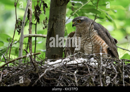 Sparrowhawk / Sperber ( Accipiter nisus ), adult female sitting, perched on the edge of its nest, caring for its chicks, watching attentively, wildlif Stock Photo