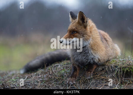 Red Fox / Rotfuchs ( Vulpes vulpes ) adult , lying, resting on a little knob, watches aside attentively, on a rainy day, wildlife, Europe. Stock Photo