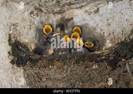 Barn Swallows / Rauchschwalben ( Hirundo rustica ), seven young chicks in one nest, begging for food, wide open yellow beaks, looks funny, wildilfe, E Stock Photo