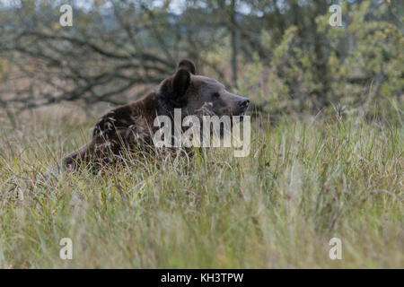 Brown Bear / Braunbaer ( Ursus arctos ), sitting in high grass of a wet meadow, swamp, bog, marshland, watching, nice autumnal colours, Europe. Stock Photo
