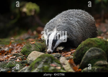 European Badger / Europaeischer Dachs ( Meles meles ), adult animal, walking, sneaking through dark woods, searching for food, frontal side shot, Euro Stock Photo