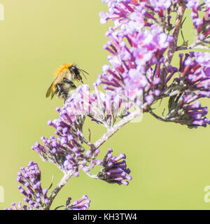 A macro shot of a bee feeding from a buddleia bush. Stock Photo