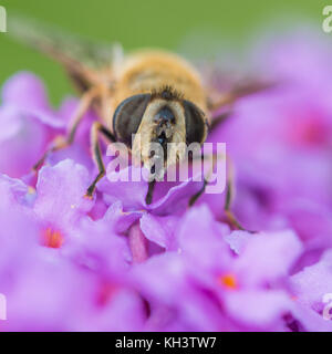 A macro shot of a hoverfly feeding from a buddleia bush. Stock Photo