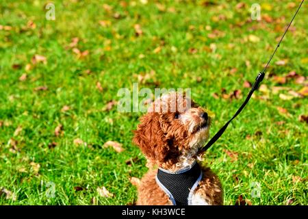 Red Cockapoo puppy dog Stock Photo