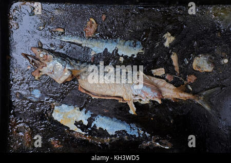 A cooked mackerel on a tray. Stock Photo
