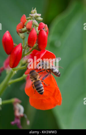 Honey bees, Apis mellifera, foraging on bright red flowers of runner beans, Berkshire, August Stock Photo