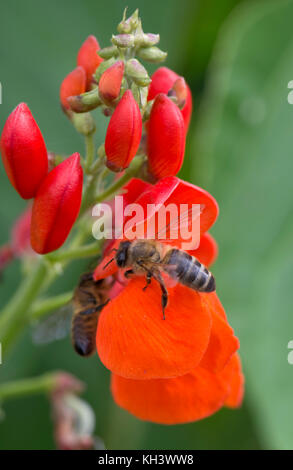 Honey bee, Apis mellifera, foraging on bright red flowers of runner beans, Berkshire, August Stock Photo