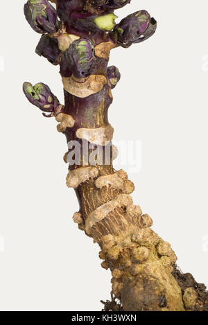 Edemas or oedemas or cankers, abiotic swellings on the stem of a purple brussels sprout plant, Brassica oleracea, Stock Photo