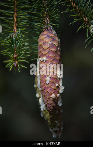 Close up of a Pine tree cone with resin drips. Stock Photo