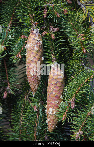 Close up of two Pine tree cones with resin drips. Stock Photo