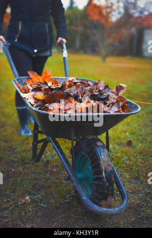 Woman pushing wheelbarrow with leaves, working in garden at autumn, outdoors Stock Photo