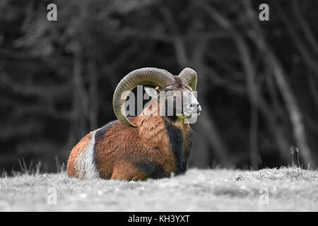 Big european moufflon in the nature habitat. Black and white photography with color moufflon Stock Photo