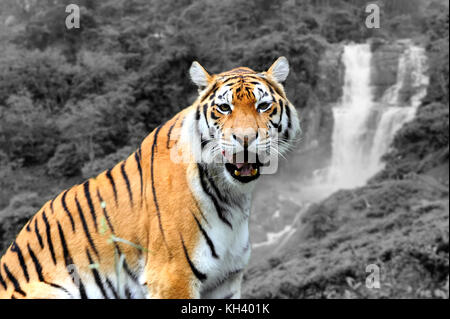 Amur Tigers on a geass in summer day. Black and white photography with color tiger Stock Photo