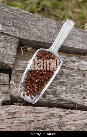 Grains of paradise seeds in transparent spoon over rustic wood trunk with grass on the background Stock Photo