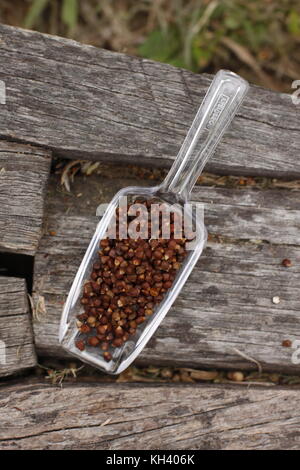 Grains of paradise seeds in transparent spoon over rustic wood trunk with grass on the background Stock Photo