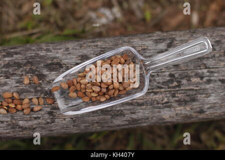 Mahlab seed kernels in transparent spoon over wood trunk with green grass on the background Stock Photo