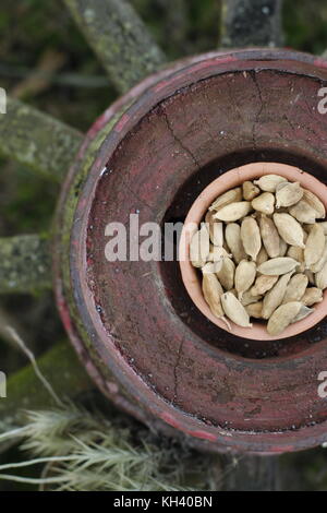 Green cardamom pods in clay bowl over rustic wheel Stock Photo