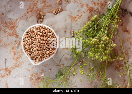 Whole coriander seeds in white bowl and coriander plant over rustic gray background Stock Photo