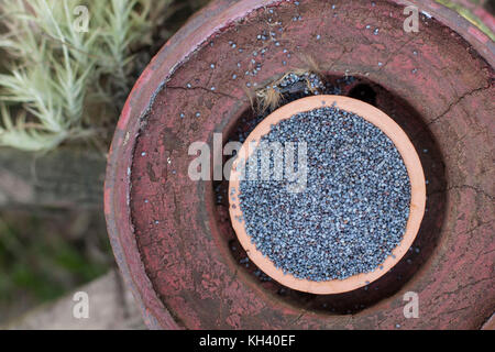 Purple poppy seeds in clay pot over round rustic bowl with grass on the background Stock Photo