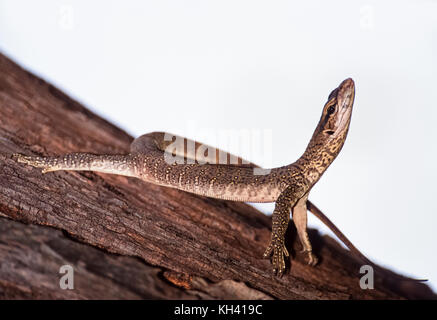 young Bengal monitor or Common Indian monitor, (Varanus bengalensis), in tree habitat, Keoladeo Ghana National Park, Bharatpur, Rajasthan, India Stock Photo