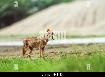 Indian Jackal, Canis aureus indicus, Keoladeo Ghana National Park, Bharatpur, Rajasthan, India Stock Photo