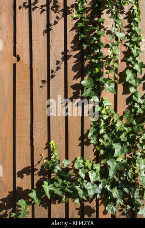 climbing plant on timber wall Stock Photo